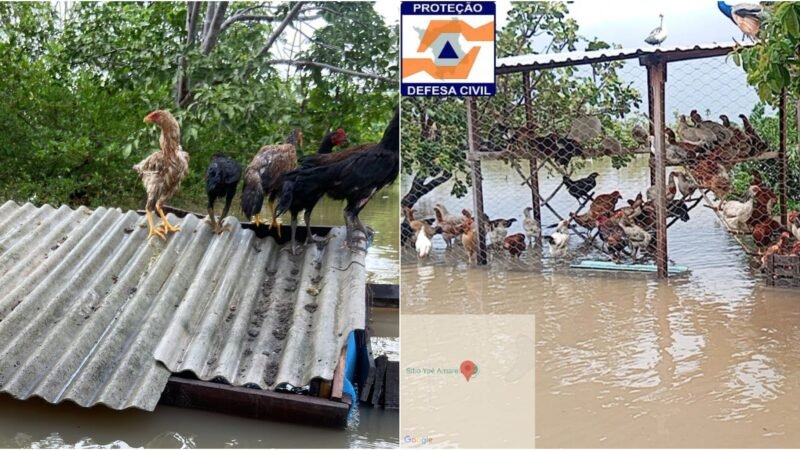 Galinhas ficam ilhadas após igarapé transbordar e invadir galinheiro em Normandia