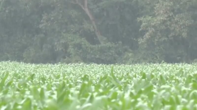 Falta de chuva e frio colocam safras de milho e feijão em risco em MS, alerta Mapa