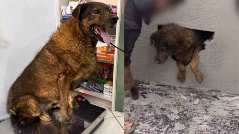 Cadela encontrada presa em parede concretada no Paraná é adotada e passa por avaliação veterinária: ‘Todos os vizinhos vão querer paparicar’