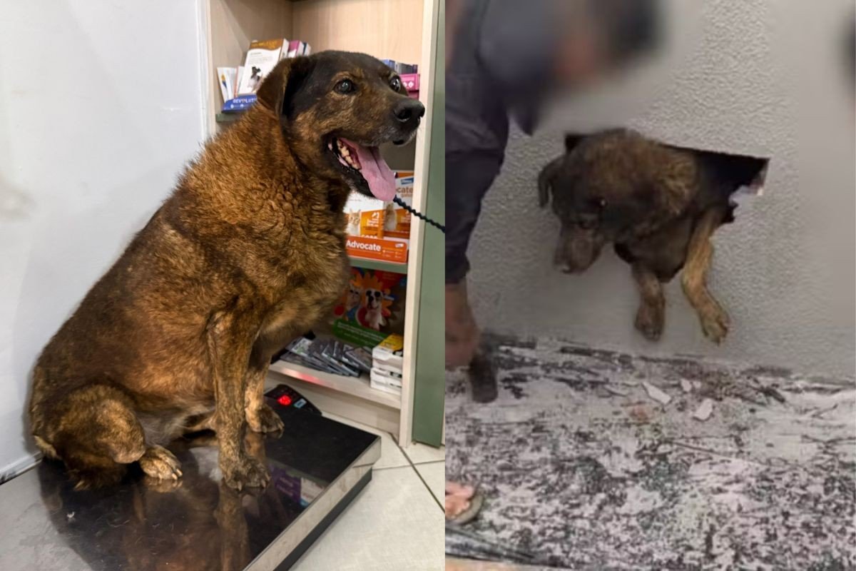 Cadela encontrada presa em parede concretada no Paraná é adotada e passa por avaliação veterinária: ‘Todos os vizinhos vão querer paparicar’