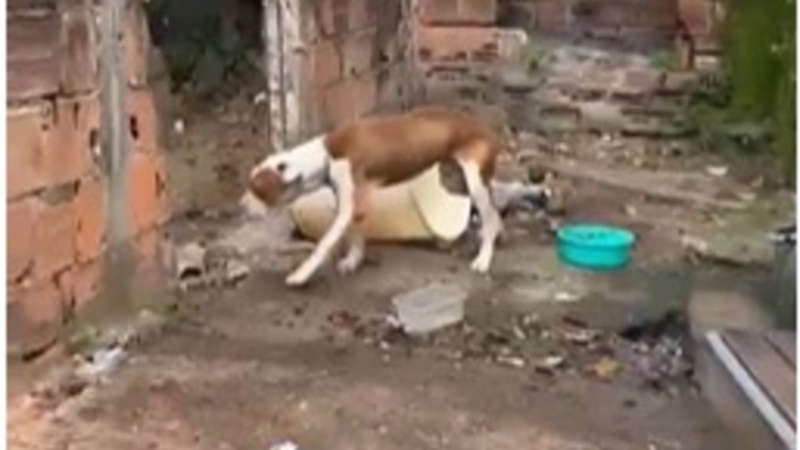 Homem é preso por maus-tratos a cachorro em Volta Redonda