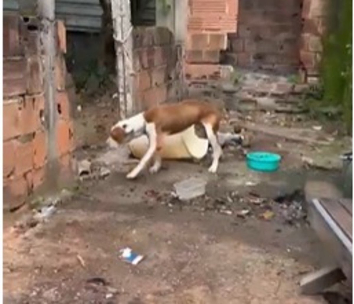 Homem é preso por maus-tratos a cachorro em Volta Redonda