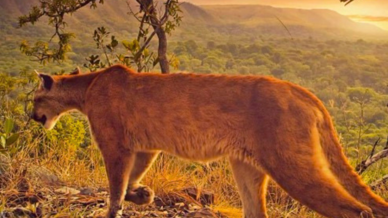 De lobo-guará a onças: santuário em que menina foi atacada durante trilha registra vídeos de animais em meio à natureza