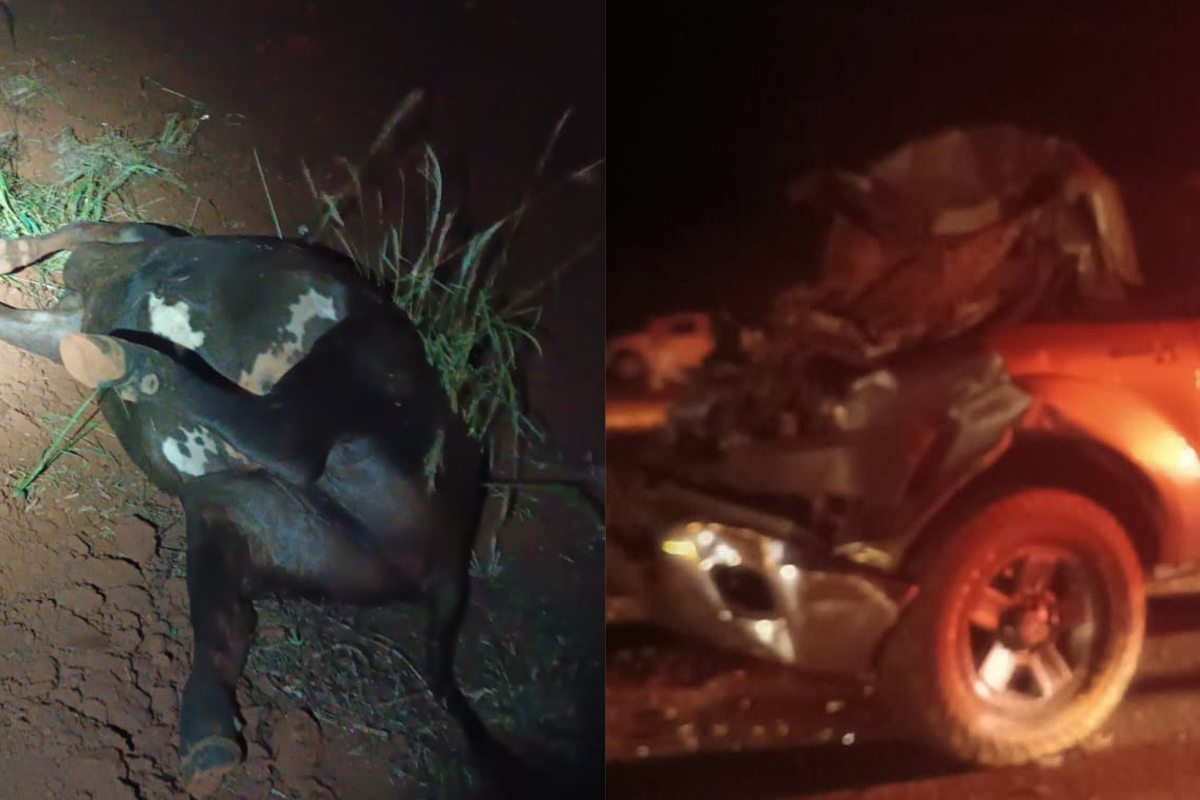 Acidente na BR-163 em MS deixa duas vacas mortas após caminhonete atingir animais soltos na pista