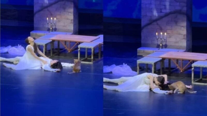 Gato invade palco e rouba a cena durante apresentação de Romeu e Julieta na Turquia