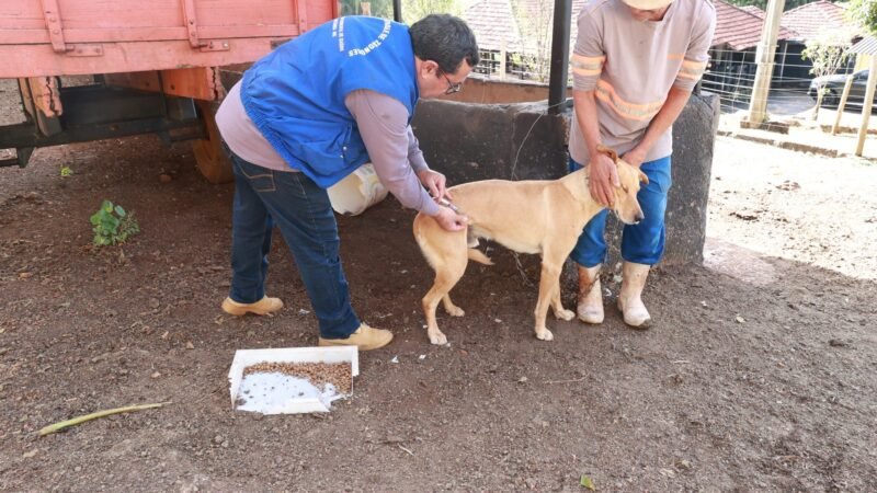 Vacinação contra a raiva de cães e gatos começa em julho em Uberlândia; veja calendário