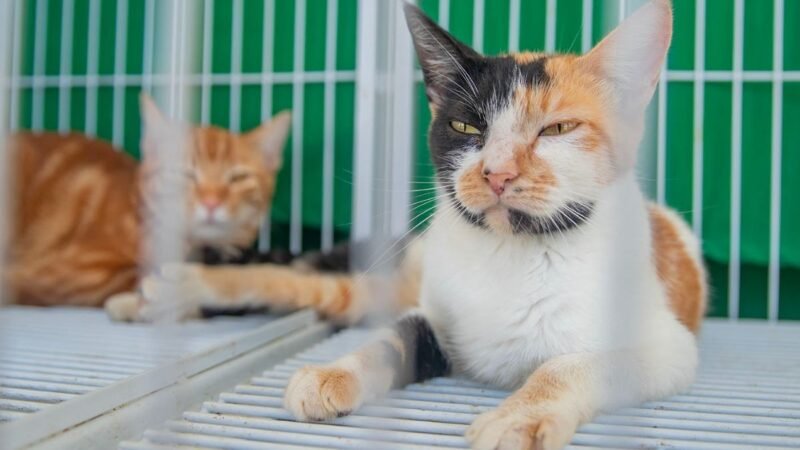 Feira de Adoção Responsável garante novos lares para cães e gatos em Macaé