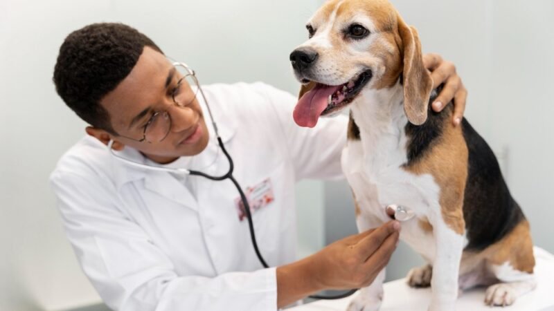 Montes Claros vai ganhar Unidade Básica de Saúde para cães e gatos