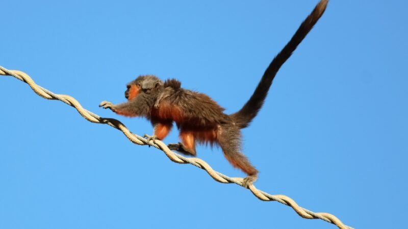 FOTO: flagra de zogue-zogue-de-Alta-Floresta com filhote nas costas em ponte de dossel