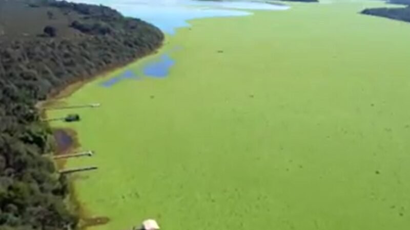 ‘Alfaces d’água’ cobrem represa, derrubam movimento no comércio e preocupam moradores em MS