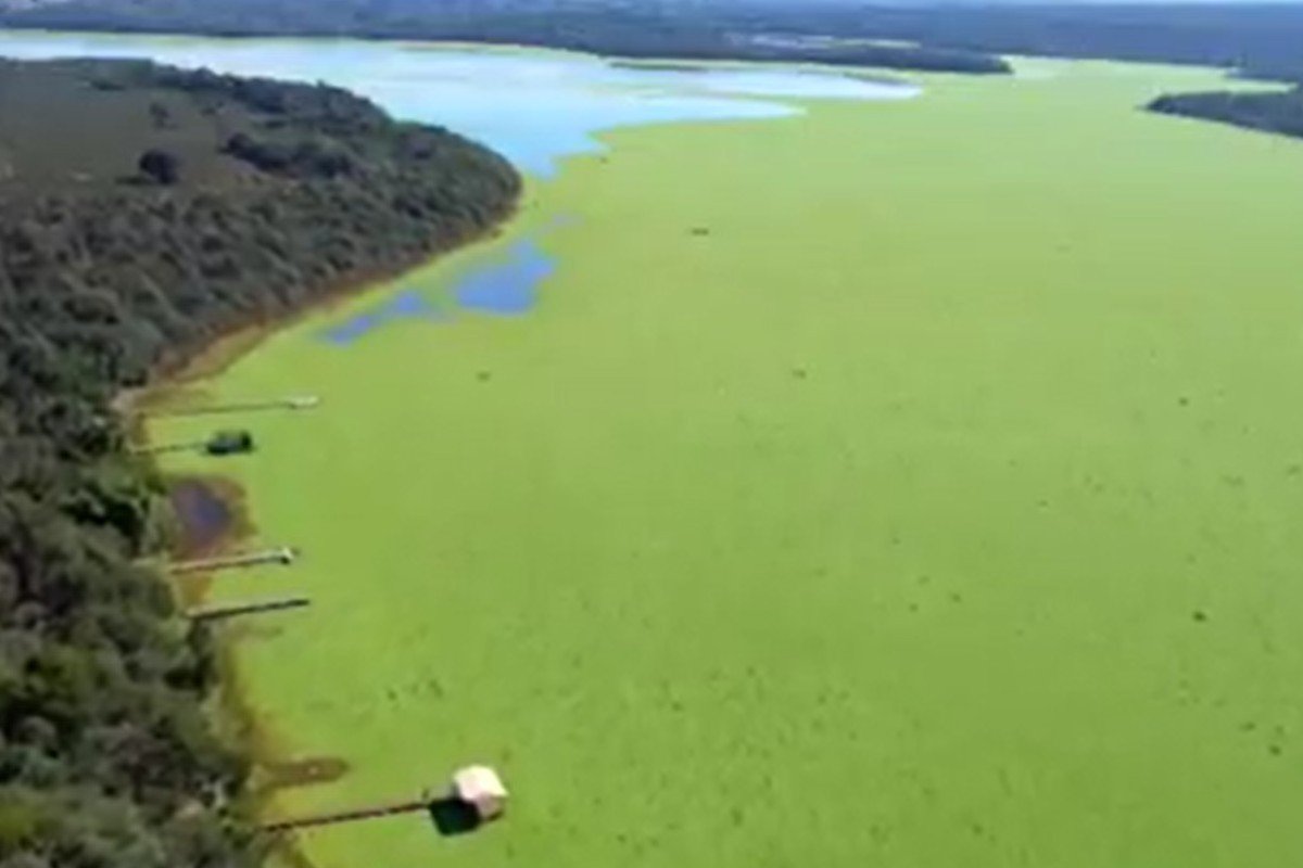 ‘Alfaces d’água’ cobrem represa, derrubam movimento no comércio e preocupam moradores em MS