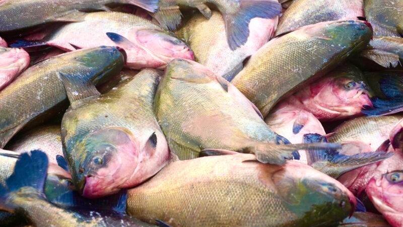 Tambaqui está ameaçado de extinção? Entenda classificação do peixe típico da Amazônia