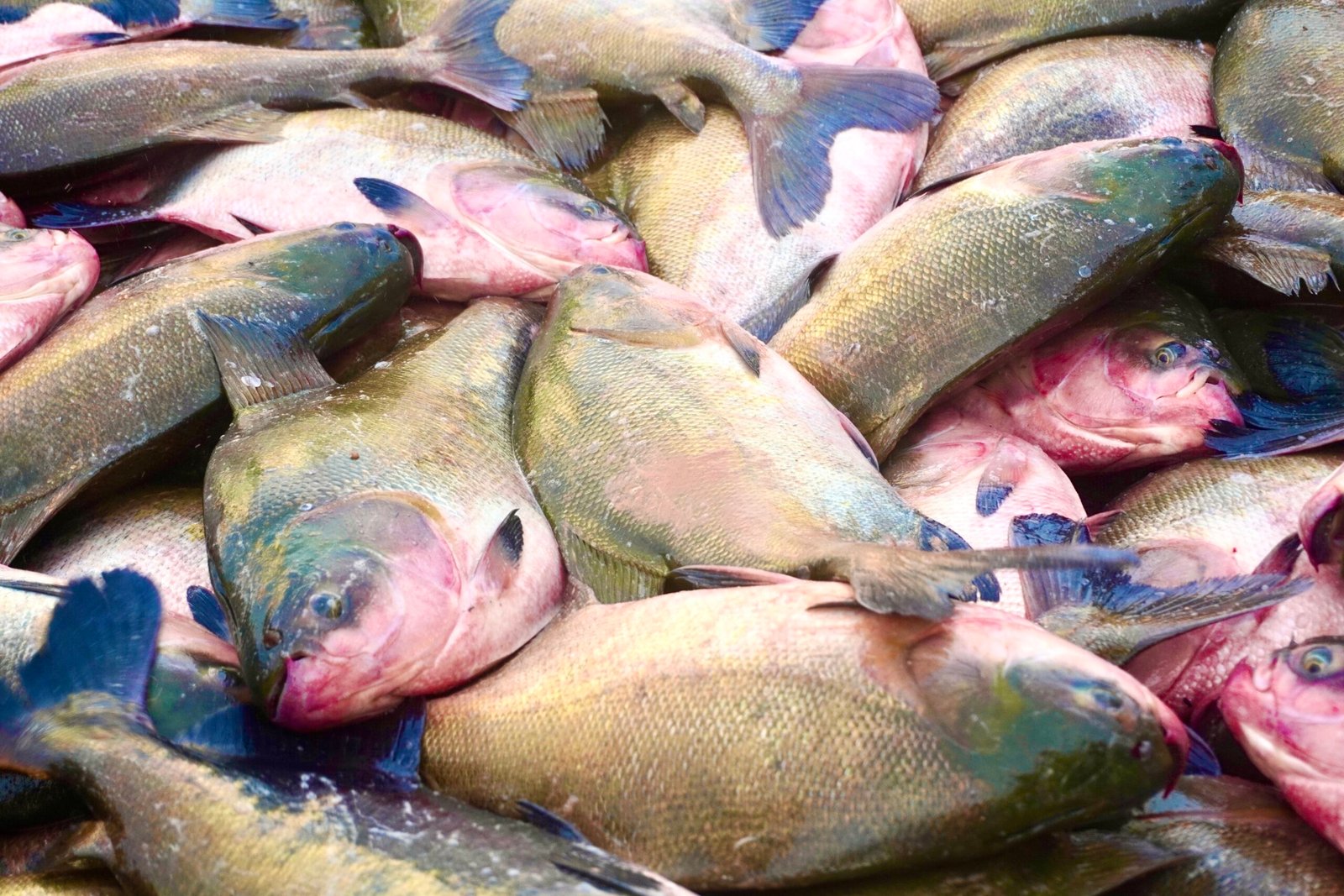 Tambaqui está ameaçado de extinção? Entenda classificação do peixe típico da Amazônia