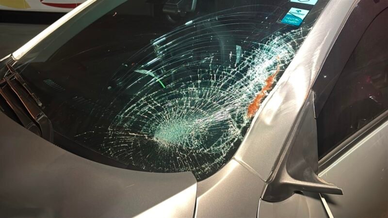 Cavalo morre após ser atropelado por carro e ônibus em rodovia no interior de SP