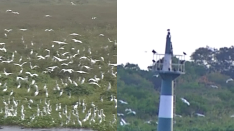 Revoada de aves transforma o céu do Pantanal em espetáculo; biólogo explica