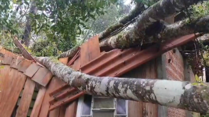 Temporal deixa ruas alagadas, derruba árvores e causa estragos em Curitiba e região; veja como fica o tempo nesta terça (1º)