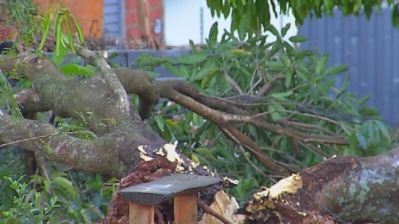 Chuvas e ventos fortes causam estragos em diversas cidades de Goiás; vídeos