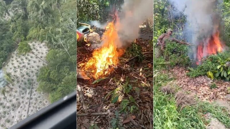 Operação policial destrói mais de 18 mil pés de maconha em três cidades do Maranhão